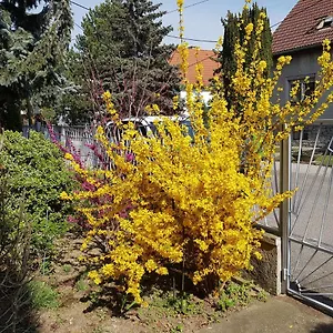 Garden Donau-city Apartment Wien